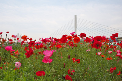 花