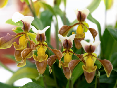 西方的兰花,Paphiopedilum