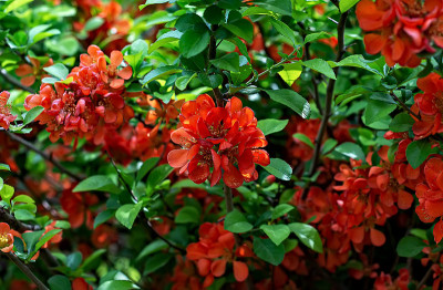 日本木瓜或毛茛花