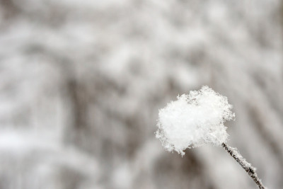 大雪过后树枝丛生