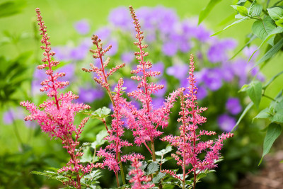 粉色Astilbe