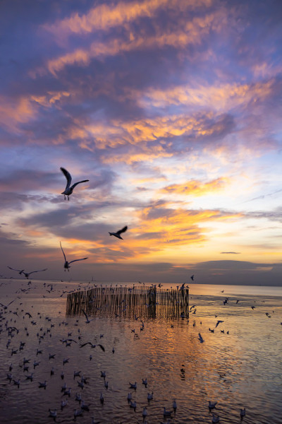 海鸥在飞翔，夕阳在海边