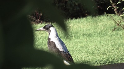 一个喜鹊