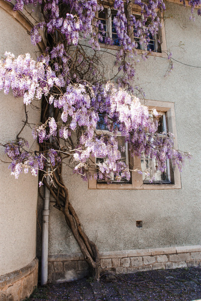 紫藤花