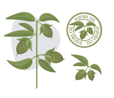 荷荷巴油矢量插图。