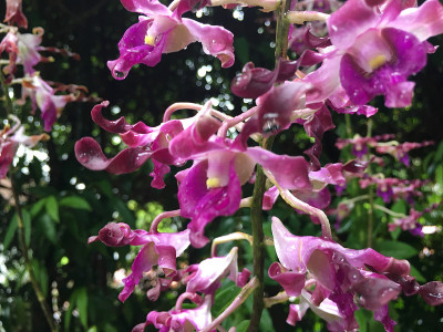 石斛杂交兰花花植物