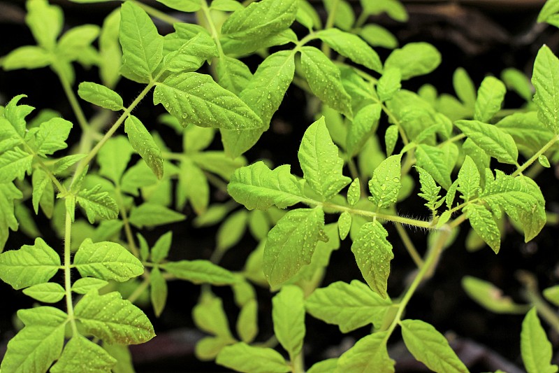 在花园木盒子里的西红柿幼苗。农业概念、种植季节、收获由于冠状病毒大流行、新冠肺炎。关闭了。