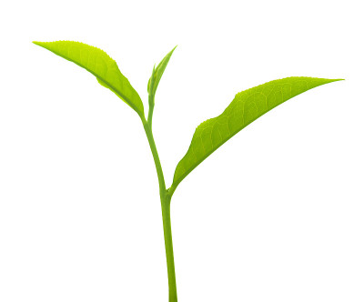 茶叶