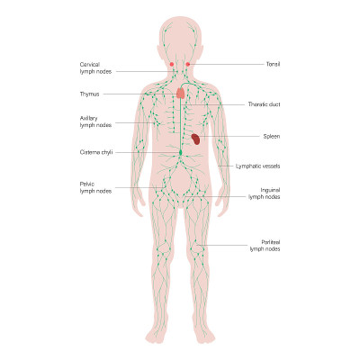 LymphaticSystem