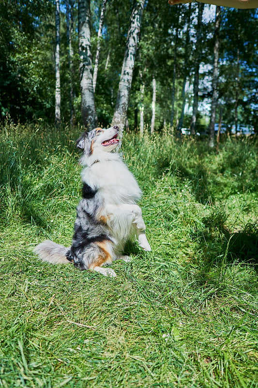 坐在草地上的澳大利亚牧羊犬