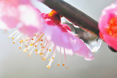 日本的梅花