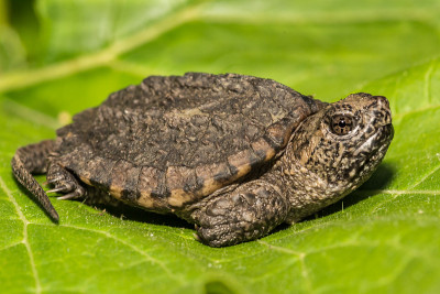 鳄龟(Chelydra serpentina)