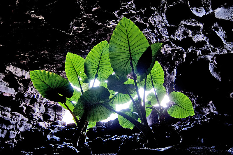 山洞里的花