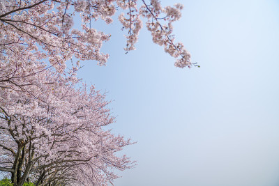 樱桃开花