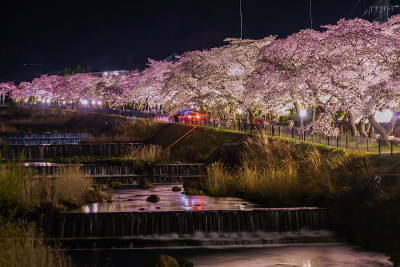 樱花宫城野早川鹤见