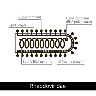 Rhabdoviridae。分类的病毒。