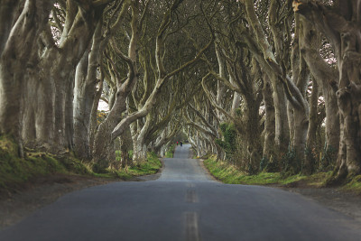 Dark Hedges