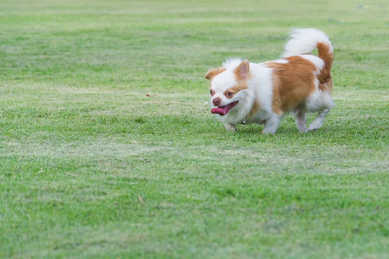 西藏猎犬