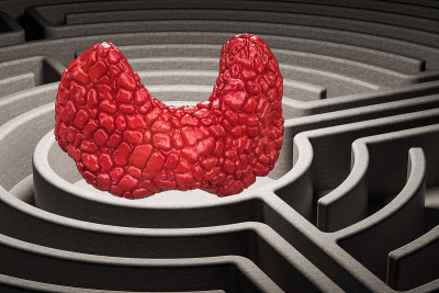 人体甲状腺器官迷宫中的迷宫，3D渲染