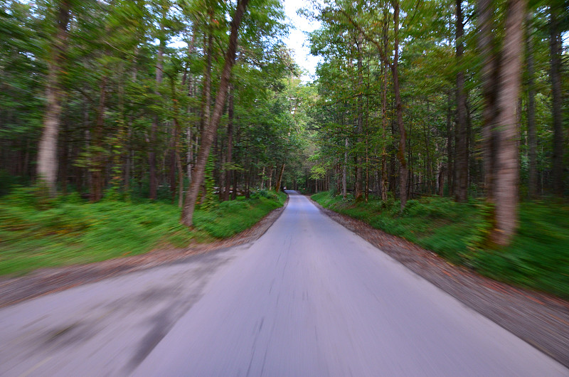 Moving_Through_Forest