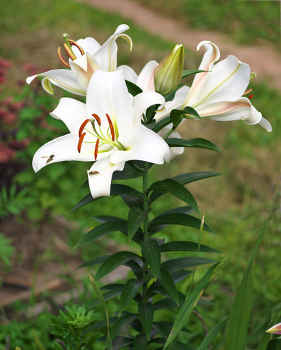 近景桔红黄白百合花在花园床，微距拍摄，雌蕊，雄蕊和花蕾和滴香油。