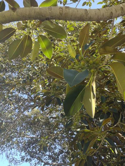 莫顿湾无花果