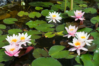 莲花