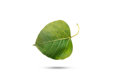 老菩提的绿叶在孤立的白色背景上