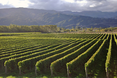 好保持vinyard