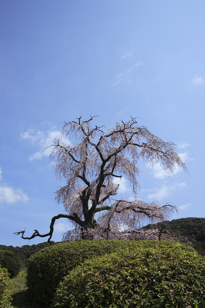 丸山公园的樱桃树