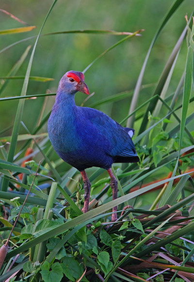 紫色Swamphen