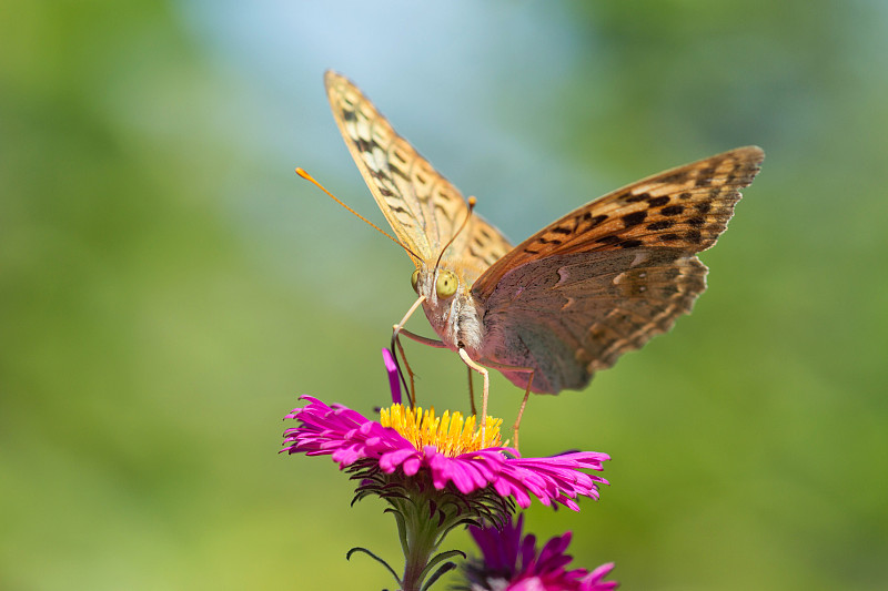 蝴蝶贝母大森林或贝母(南缘贝母)。蛱蝶(arynnis paphia)是蛱蝶科(蛱蝶科)的一种日蝶，