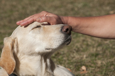 拉布拉多犬头和女性手