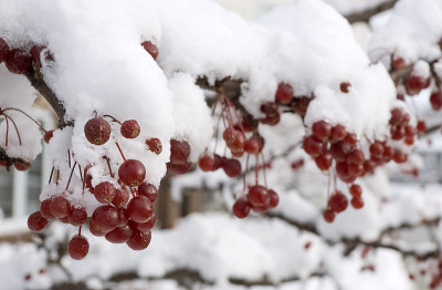 霍桑莓上的雪