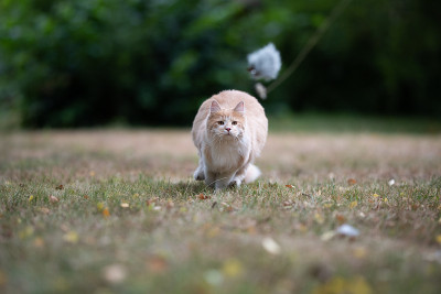 猫在户外