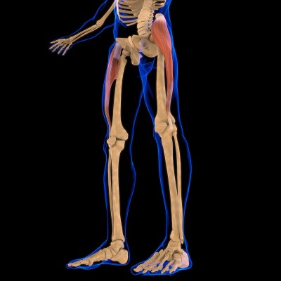阔筋膜张肌解剖医学概念3D插图