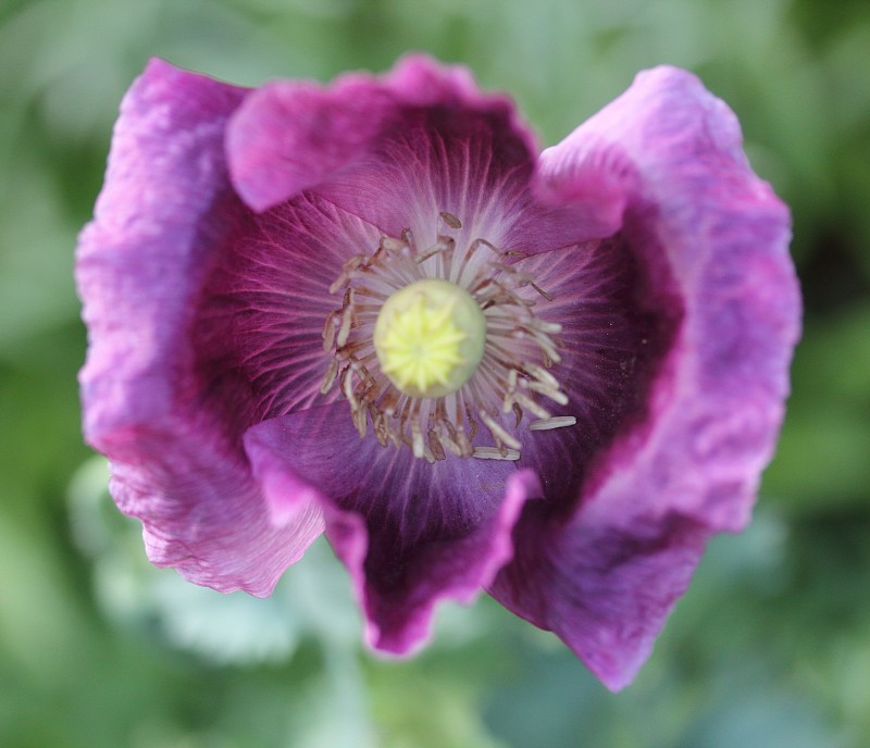 郁金香(Tulipa)是春季开花的多年生草本植物，具有鳞茎作为储藏器官。花通常很大，艳丽，颜色鲜艳，