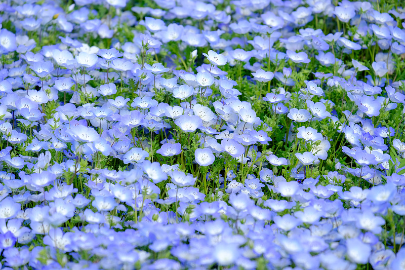 聚焦河龙花花园，河龙花盛开在春天的日立海滨公园的蓝紫色，山的河龙花，婴儿蓝眼睛花茨城市，日本，聚焦前