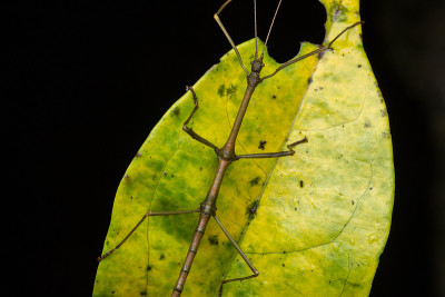 Beautiful Stick Insect  with water bubble on the g