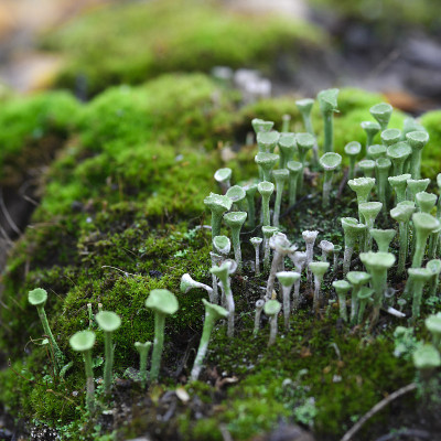 秋林生枝苔和苔藓。