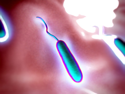 Gram-negative rod-shaped bacteria