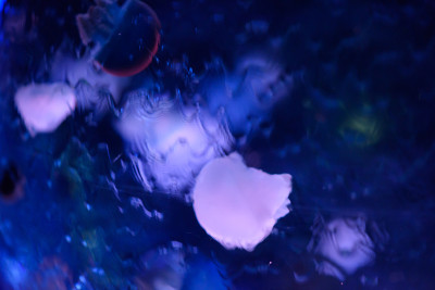 水母