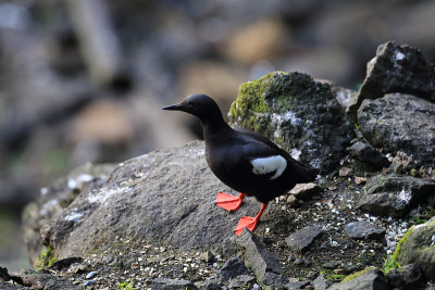 鸽子Guillemot，美国俄勒冈海岸