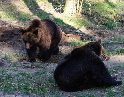 Wildpark黑山