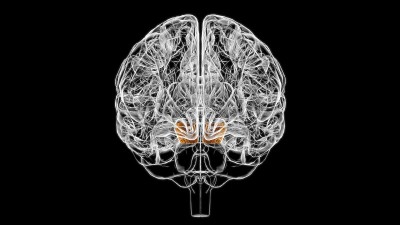 医学概念3D的脑脑蒂解剖学