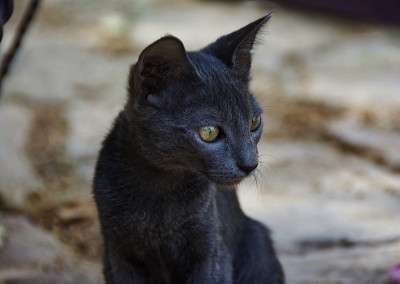 黑色的小猫