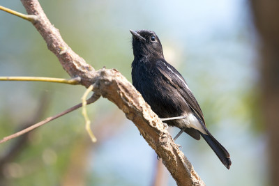 鸟儿栖息在树枝上的形象。野生动物。Pied Bushchat (Saxicola caprata)
