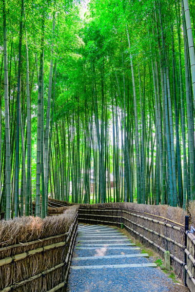 京都竹林