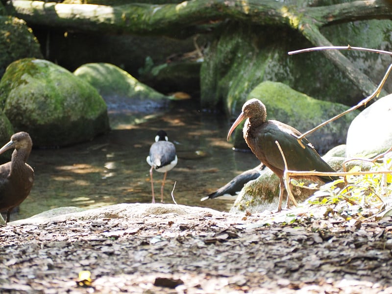 Puna ibis(学名:Plegadis ridgwayi)