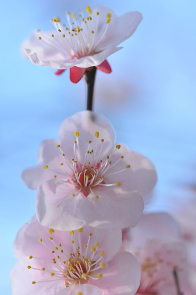 梅花